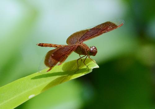 Neurothemis fluctuans