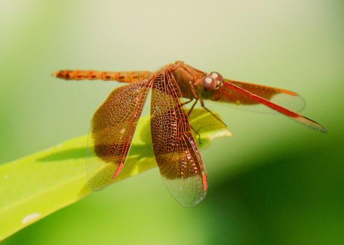 Neurothemis fluctuans