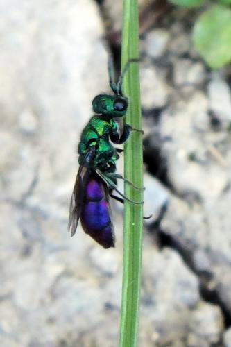Réf. 138 763 : Chrysura sp.