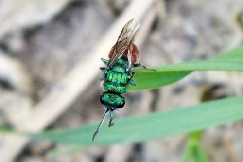Réf. 138 764 : Chrysura sp.