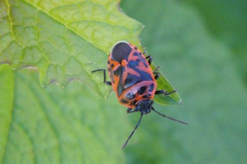 Eurydema ornata