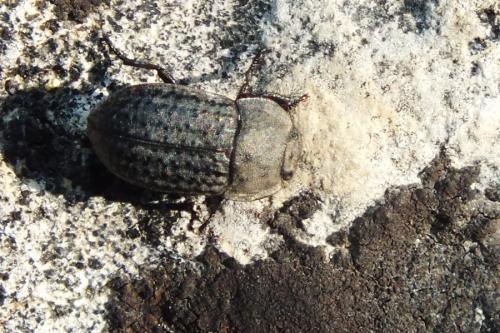 Opatrum sabulosum