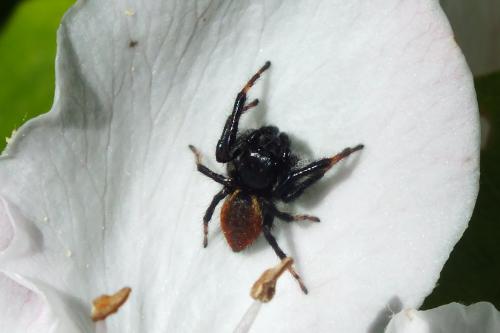 Carrhotus xanthogramma