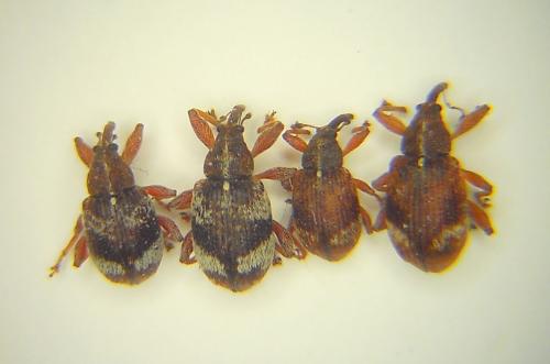 Anthonomus sp.