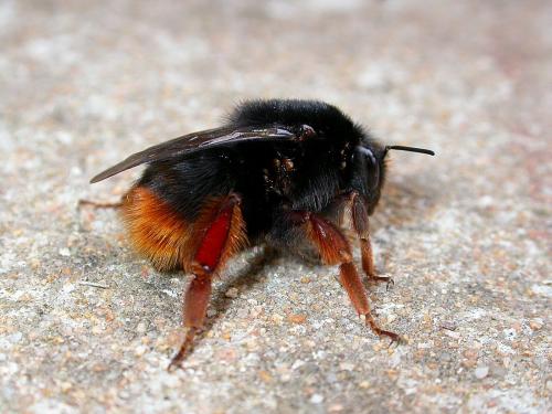 Réf. 138 033 : Bombus terrestris