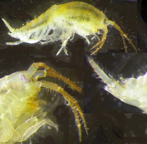 Réf. 138 442 : Echinogammarus berilloni