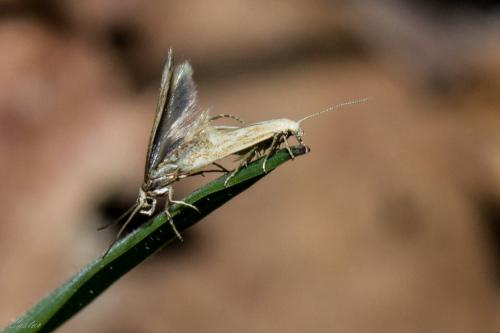 Elachista sp.