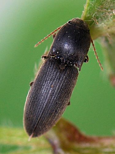 Agriotes sp.