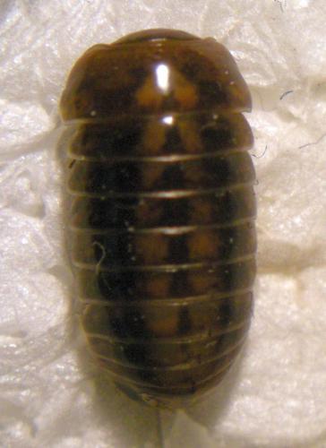 Glomeris connexa