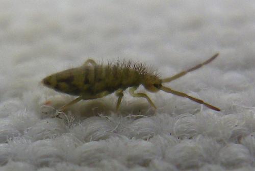 Entomobrya nivalis