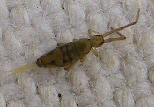 Entomobrya nivalis