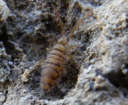 Réf. 138 807 : Entomobrya multifasciata