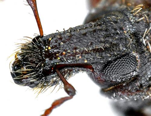 Réf. 138 455 : Entomoderus impressicollis colasi