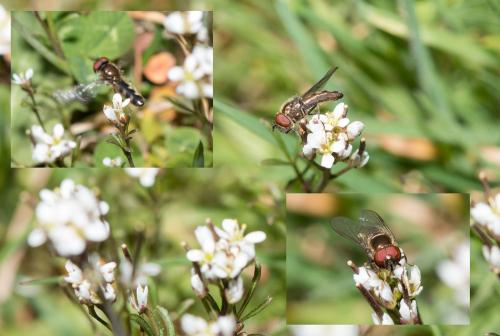 Réf. 138 554 : Platycheirus albimanus
