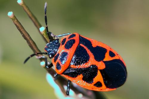 Réf. 138 896 : Eurydema dominulus