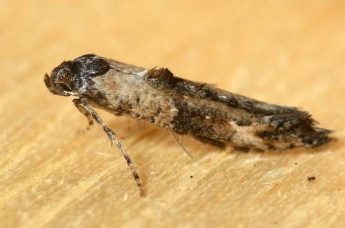 Epermenia chaerophyllella