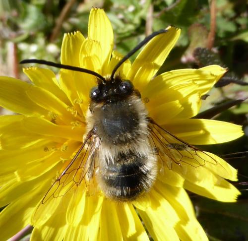 Eucera sp.