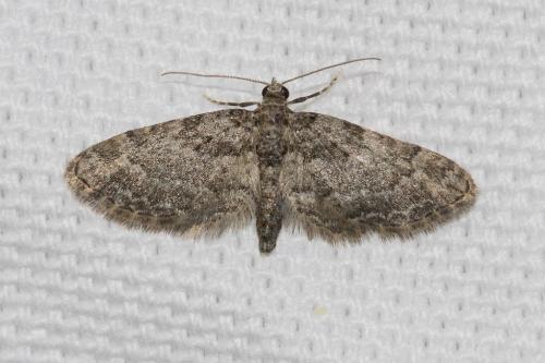 Eupithecia cocciferata