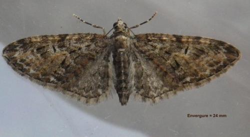 Réf. 138 540 : Eupithecia abbreviata
