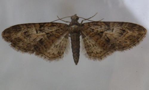 Réf. 138 589 : Eupithecia abbreviata