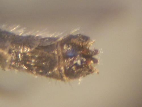 Réf. 138 797 : Sylvicola punctatus