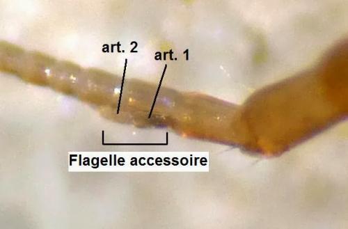 Réf. 138 503 : Gammarus pulex