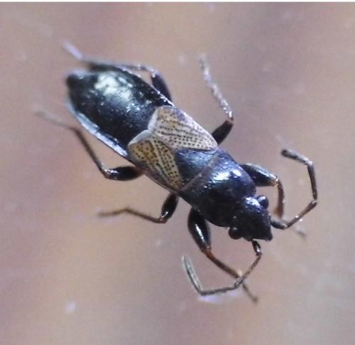 Réf. 138 020 : Macrodema microptera
