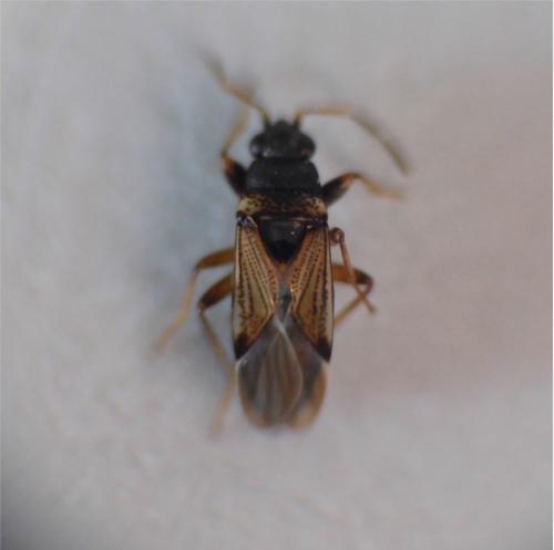 Réf. 138 139 : Ischnocoris angustulus