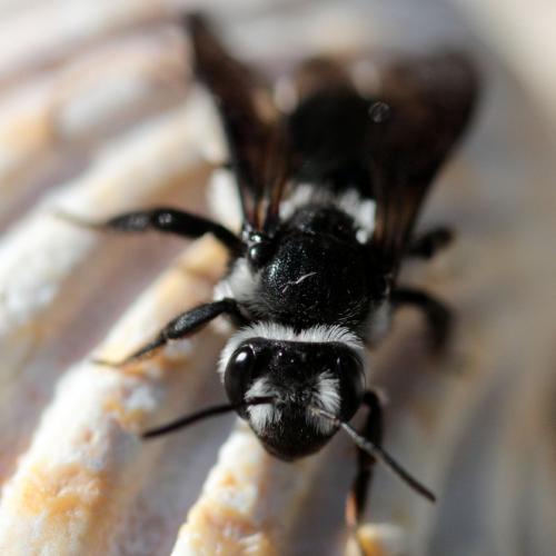 Andrena agilissima