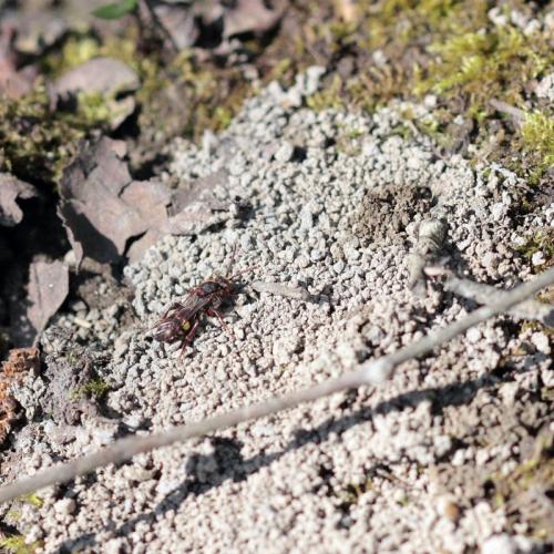 Nomada sp.