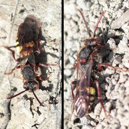 Réf. 138 040 : Nomada sp.