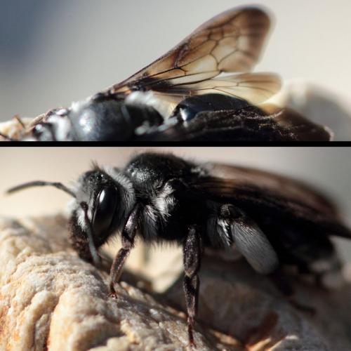 Andrena agilissima