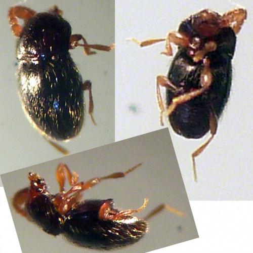 Cephennium sp.