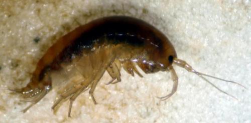 Réf. 138 502 : Gammarus pulex