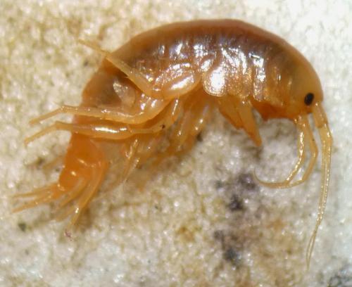 Réf. 138 505 : Gammarus pulex