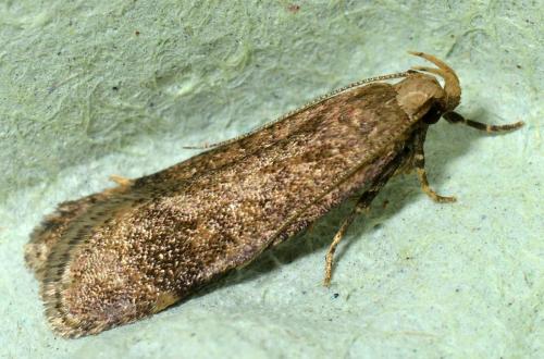 Réf. 138 398 : Pexicopia malvella