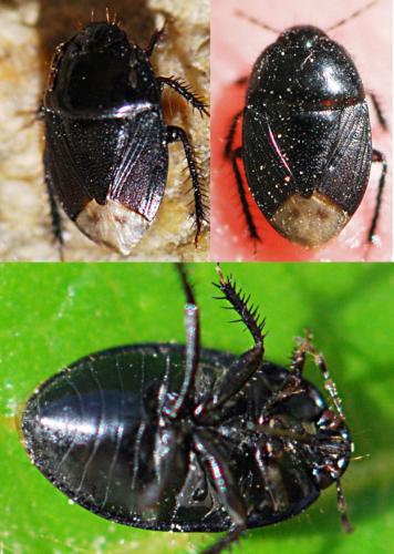 Geotomus sp.