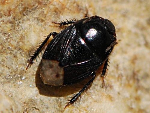 Réf. 138 483 : Geotomus sp.