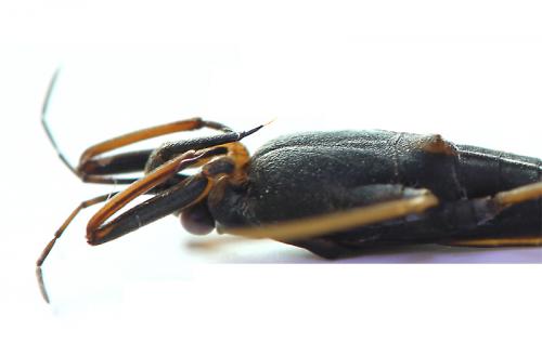Réf. 138 188 : Gerris gibbifer