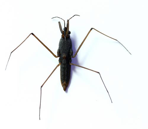 Réf. 138 187 : Gerris gibbifer