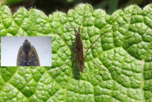 Gerris lacustris