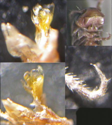Ophyiulus pilosus