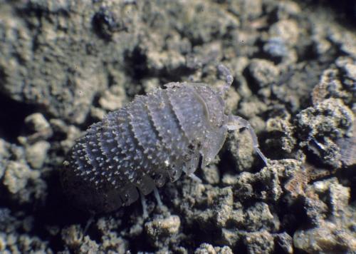 Armadillidium serratum