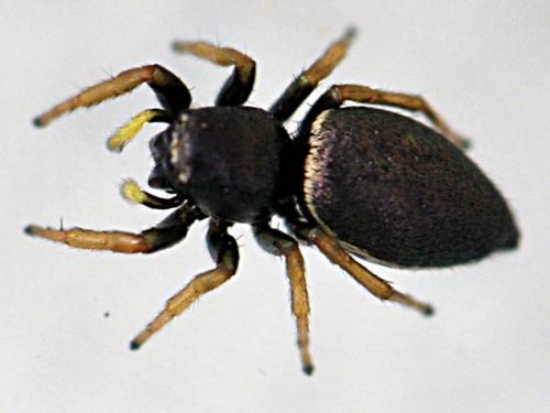 Réf. 138 839 : Heliophanus lineiventris