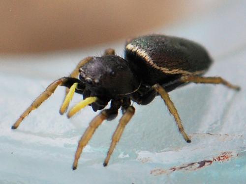 Réf. 138 806 : Heliophanus lineiventris