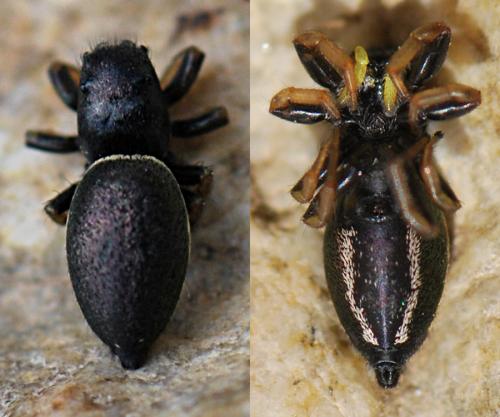 Réf. 138 870 : Heliophanus lineiventris
