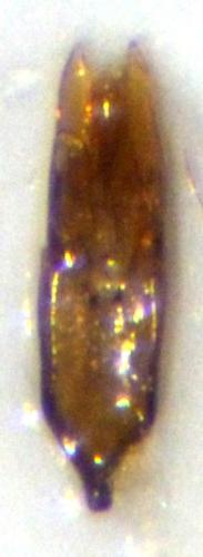 Helophorus sp.