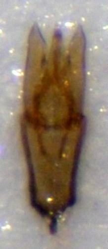 Helophorus sp.