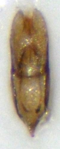 Réf. 138 858 : Helophorus obscurus