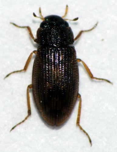 Helophorus sp.